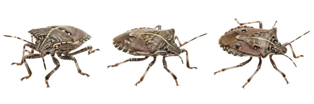 Stink bug shield shaped crop pest showing biological anatomy, structural morphology, taxonomic classification traits, and agricultural crop damage parameters within a reference field.