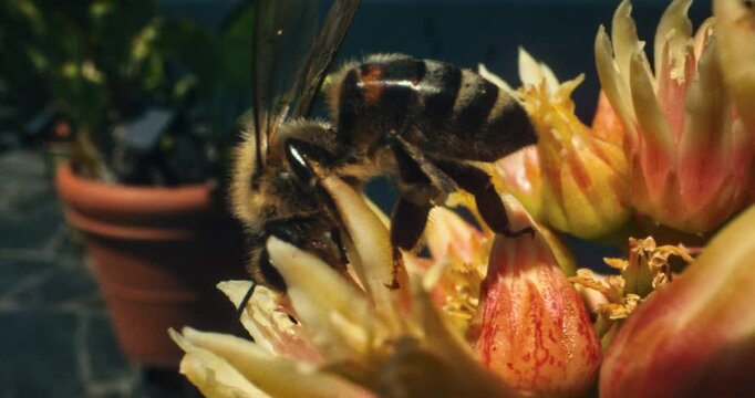 Closeup of honeybee in slow motion