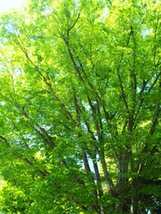 Fototapeta premium 初夏の公園の新緑の欅と青空
