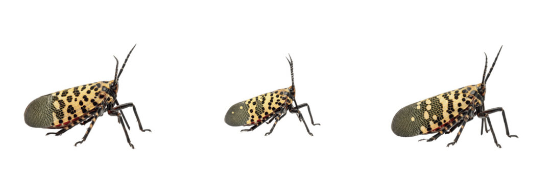 Spotted lanternfly invasive pest showing biological anatomy, structural morphology, taxonomic classification traits, and agricultural crop damage parameters within a reference field.