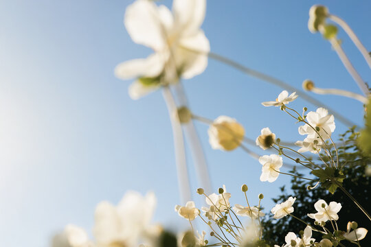Soft close‑up of white windflowers in bloom against the clear blue sky