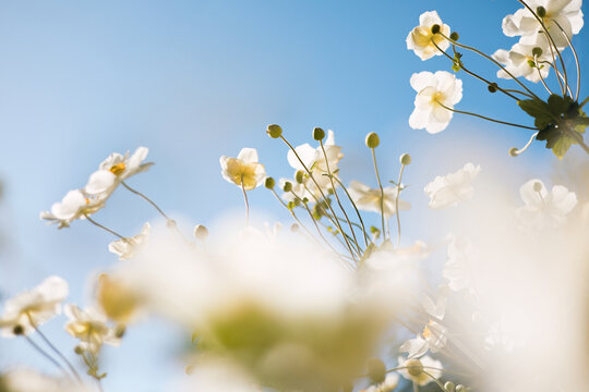 Soft close‑up of white windflowers in bloom against the clear blue sky