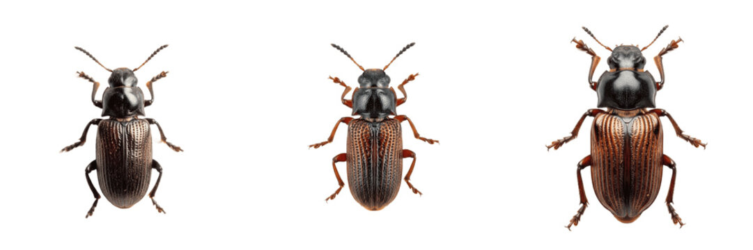 Pine beetle forest crop pest insect showing biological anatomy, structural morphology, taxonomic classification traits, and agricultural crop damage parameters within a reference field.