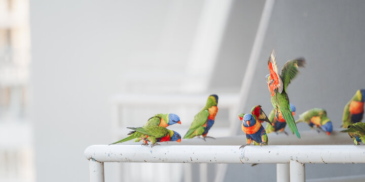 A flock of colourful lorikeets perched on a railing, one coming to land with wings spread