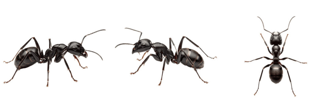 Carpenter ant black pest insect showing biological anatomy, structural morphology, taxonomic classification traits, and agricultural crop damage parameters within a reference field system.