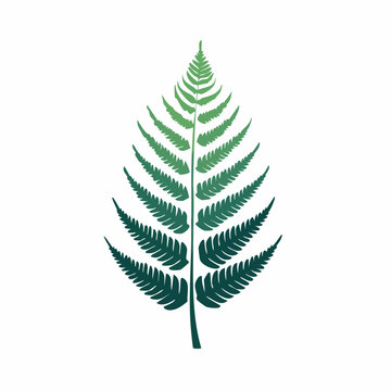 Green Fern Leaf Illustration