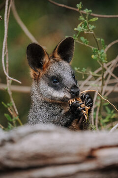 Wallaby eating foliage behind a fallen log in natural Australian bushland