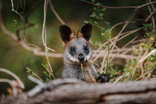 Wallaby eating foliage behind a fallen log in natural Australian bushland