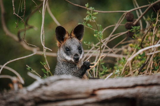 Wallaby eating foliage behind a fallen log in natural Australian bushland