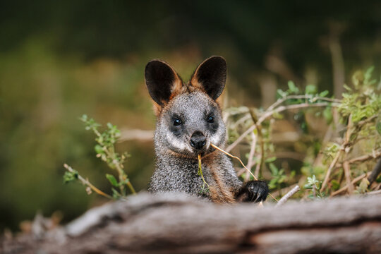 Swamp wallaby (Wallabia bicolor) eating grass among foliage and woodland