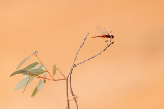 Red dragonfly, likely a Crimson Marsh Glider resting on branch in nature orange backdrop