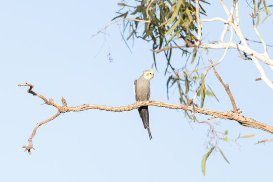 cockatiel (Nymphicus hollandicus)  resting on branch with eucalyptus leaves
