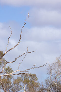 Three white Great Egret birds perched on tall leafless tree branches