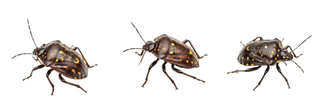 Tarnished plant bug crop pest insect showing biological anatomy, structural morphology, taxonomic classification traits, and agricultural crop damage parameters within a field system.
