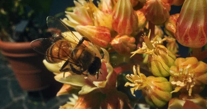Single bumblebee buzzing around flower buds in slow motion - macros lens