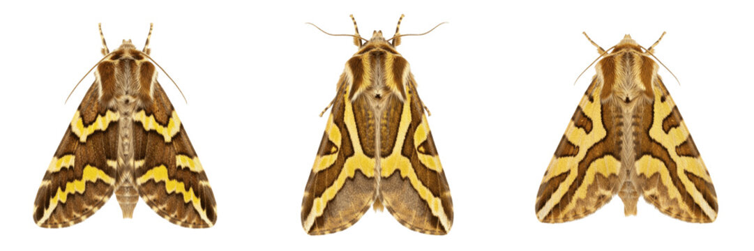 European corn borer crop pest moth insect showing biological anatomy, structural morphology, taxonomic classification traits, and agricultural crop damage parameters within a field zone.