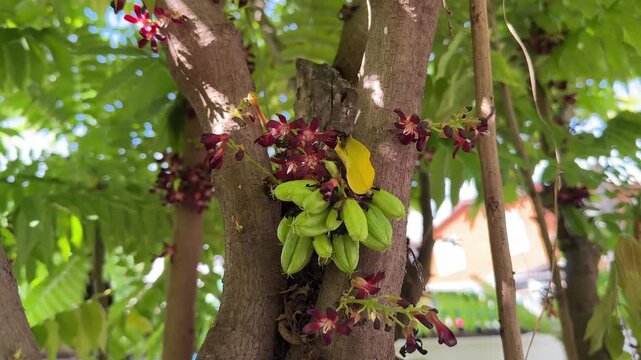 Young green bilimbi fruits and deep red blossoms growing directly on the tree trunk in a tropical garden with natural sunlight.