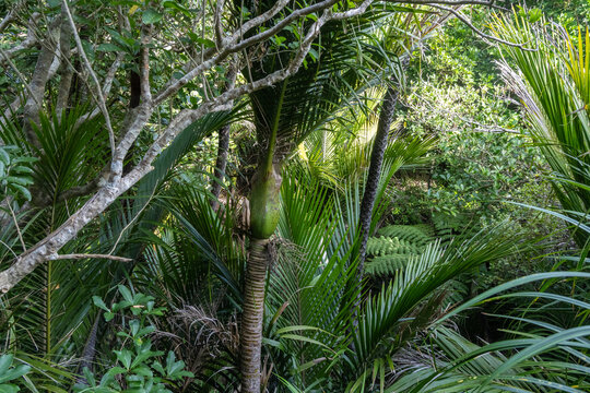 A lush, green forest scene with nikau palm trees and ferns. The dense foliage creates a natural, tropical atmosphere.\ Zion Hill Trail, Karekare, Auckland, New Zealand.