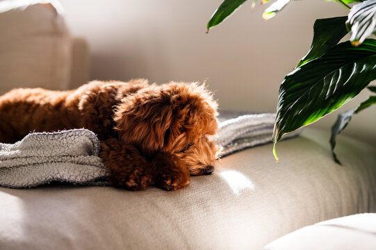 Toy Cavoodle puppy resting on a soft blanket on top of the couch near leafy indoor plant