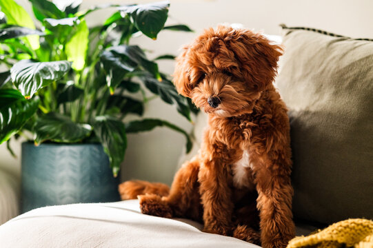 Toy Cavoodle puppy sitting on a sofa in a cosy living room