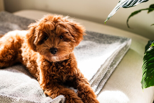 Toy Cavoodle puppy resting on a soft blanket on top of the couch near leafy indoor plant
