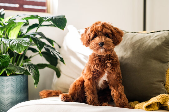 Toy Cavoodle puppy sitting on a sofa in a cosy living room