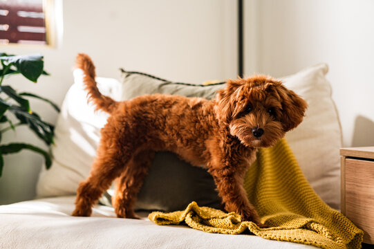 Puppy plays on sofa with yellow blanket and cushions in a bright living space
