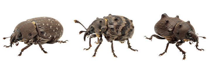 Plum curculio fruit tree pest beetle showing biological anatomy, structural morphology, taxonomic classification traits, and agricultural crop damage parameters within a reference field. © Sanga
