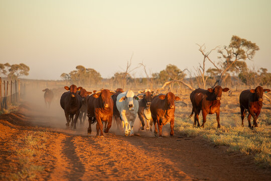 Beef cows trotting towards the viewer