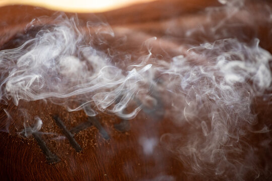 Smoke drifting from a brand which has just been applied to a calf