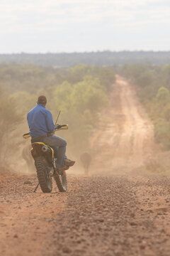 Man sitting on a motorbike, watching cattle walk down a road