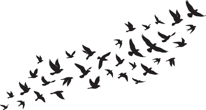 Flying birds silhouette swarm collection with minimal black nature motion isolated vector illustration decorative background
