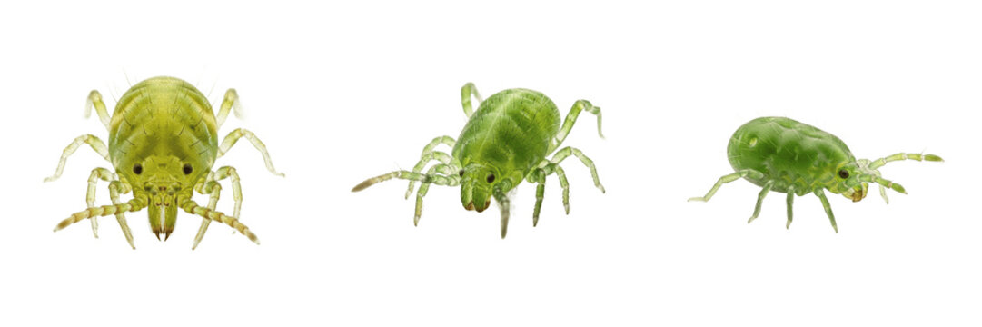 Cassava green mite tiny crop pest bug showing biological anatomy, structural morphology, taxonomic classification traits, and agricultural crop damage parameters within a reference field.