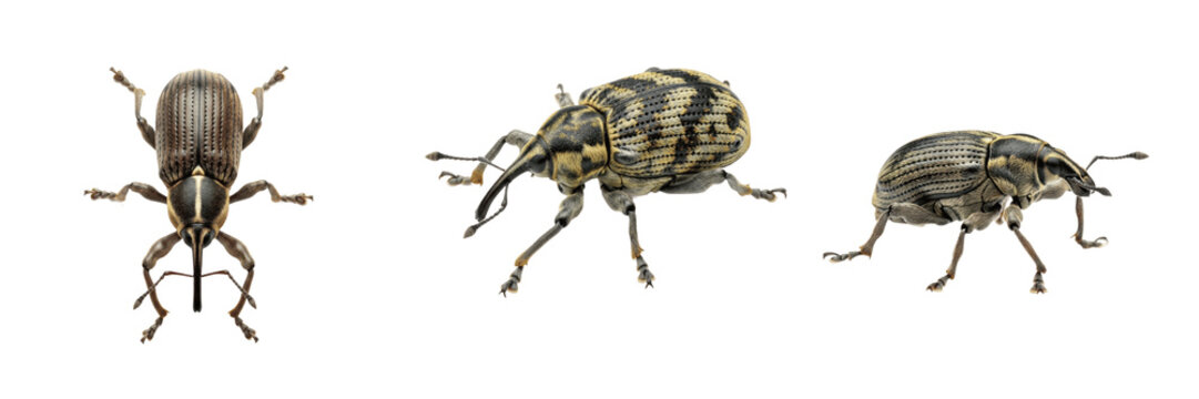 Alfalfa weevil forage crop pest bug showing biological anatomy, structural morphology, taxonomic classification traits, and agricultural crop damage parameters within a reference field.