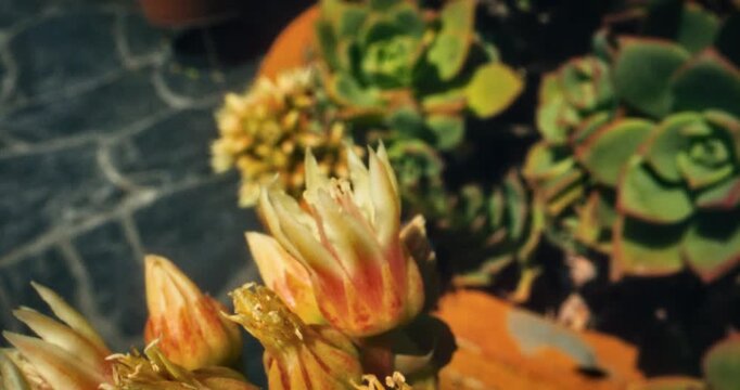 Bumblebee on small flower flying off in slow motion - macro lens