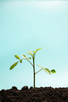 Young green plant growing from soil under blue sky representing nature growth
