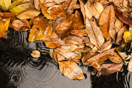 Top view of dried autumn leaves floating on rainwater