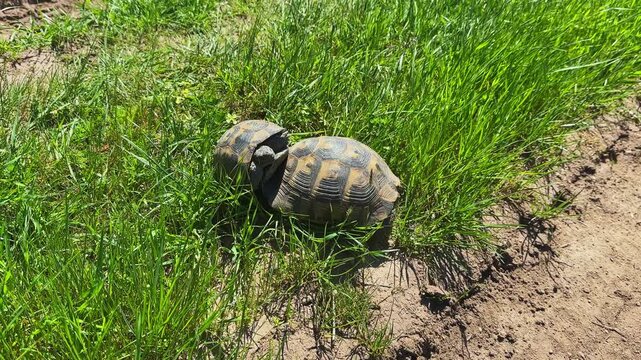 A turtle is walking on the ground, surrounded by green grass and dirt. The sun shines bright on the scene. It appears to explore its surroundings during springtime.