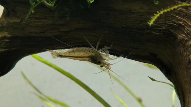 Underwater macro cinematic video of Amano shrimp Caridina multidentata moving through dense aquatic plant carpet in planted freshwater aquarium