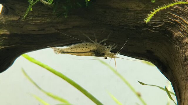 Amano shrimp Caridina multidentata perched on moss plant in planted aquascape aquarium, detailed cinematic close up freshwater underwater video