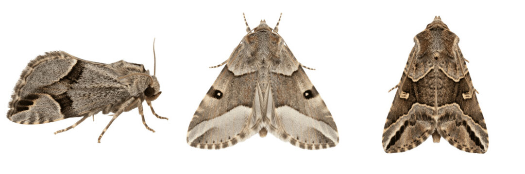 Almond moth nut storage pest insect showing plant anatomy, biological morphology, taxonomy traits, and agricultural crop damage parameters within reference database storage archive system.