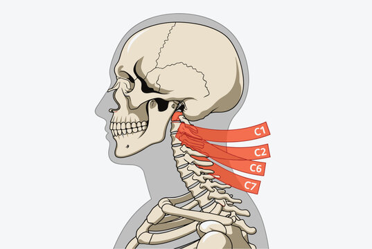 Side profile of a human skull and neck showing cervical vertebrae with labels C1, C2, C6, and C7 for medical nerve mapping.
