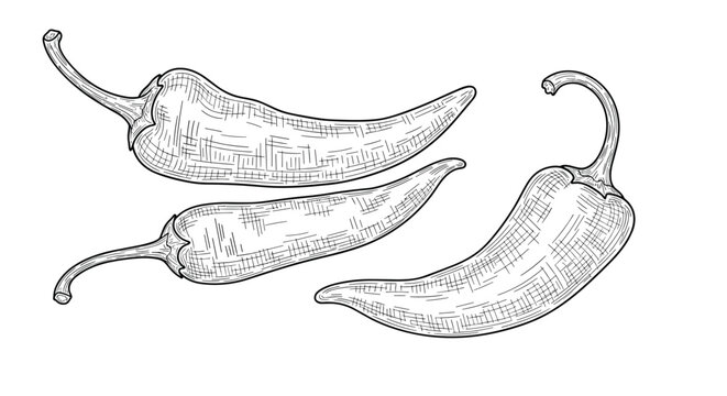 Detailed hand drawn illustration of three chili peppers in a vintage engraving style isolated on white background.