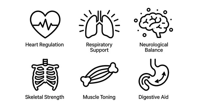 Heart, lungs, brain, bones, muscles, and gastrointestinal icons represent basic health and exercise function support, suitable for fitness nutrition products.
