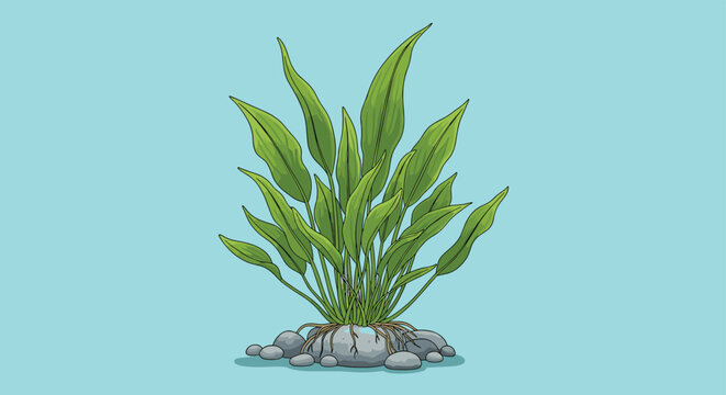 Detailed illustration of green aquatic plant with long leaves growing from stones against a light blue background.