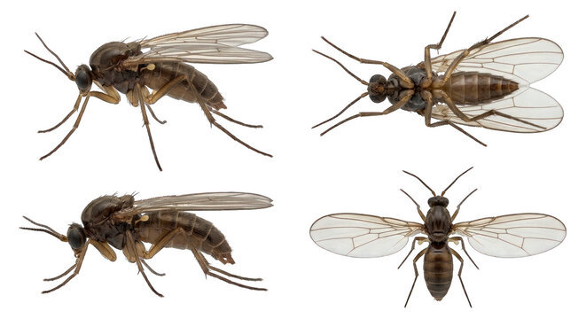Four Views of a Small Fungus Gnat Insect on White Background