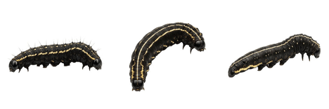 Black cutworm crop pest caterpillar showing plant anatomy, biological morphology, taxonomy traits, and agricultural crop damage parameters within reference database storage archive system.