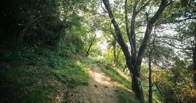 Smooth, steady cam through forest on dirt path - wide shot