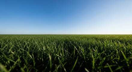 Fototapeta premium Lush Green Grass Field Under Clear Blue Sky Horizon Background for Nature and Environment Concepts