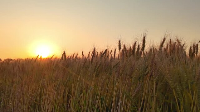 夕日に輝く麦畑　熊本県　大津町